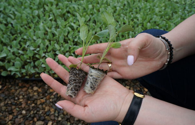 CENN, HEKS-EPER-ის მხარდაჭერით, აგრძელებს ფერმერების შესაძლებლობების განვითარებას მარნეულის მუნიციპალიტეტში