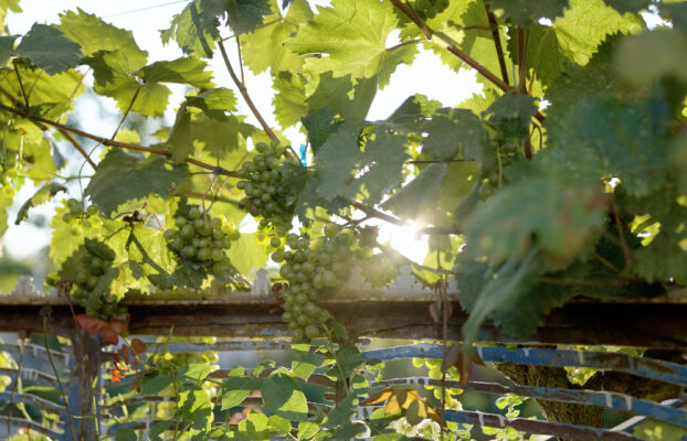 ევროკავშირის მხარდაჭერა გურული მეღვინეობისთვის: ტრადიციული მარნების ახალი შესაძლებლობები