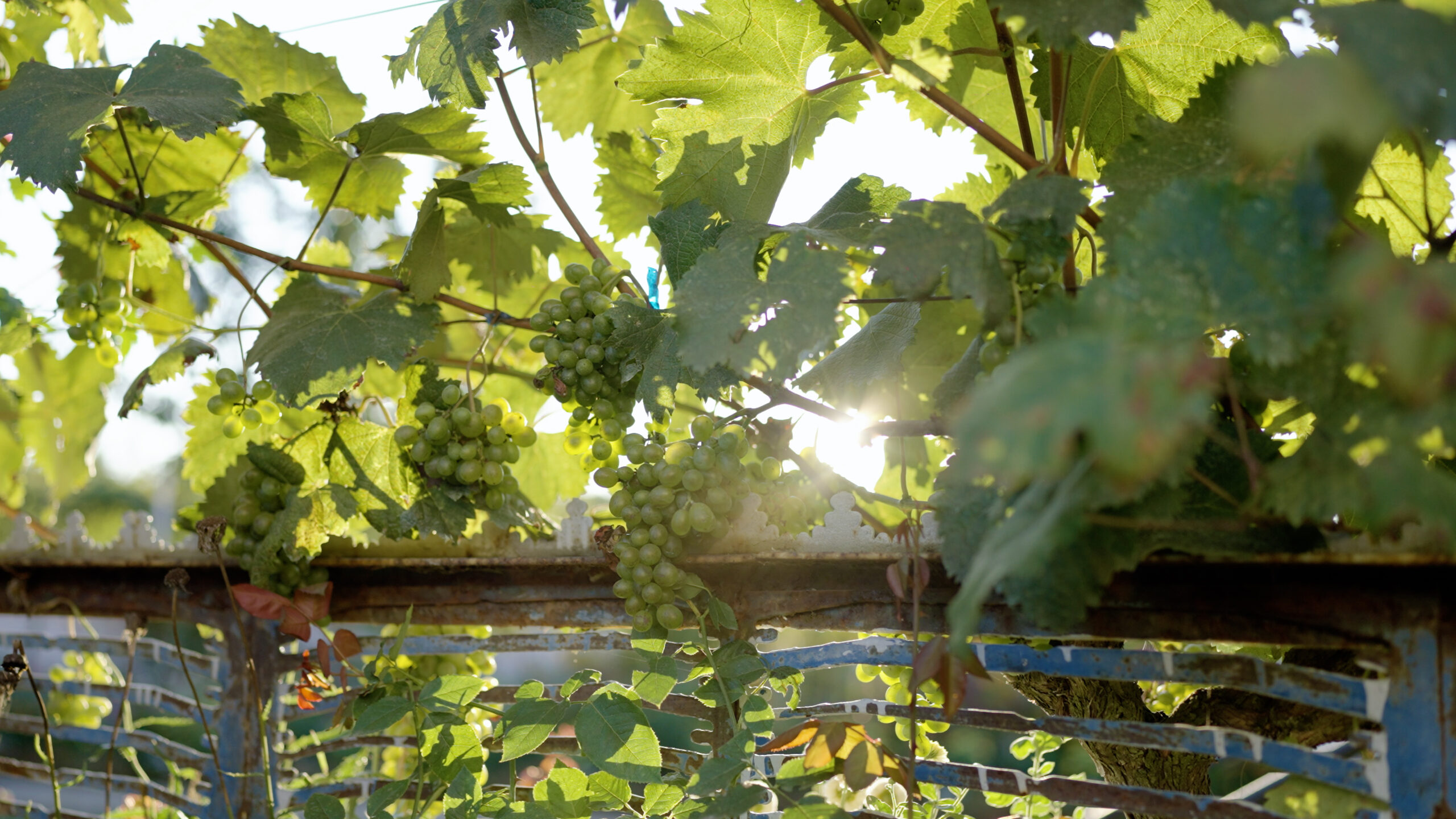 ევროკავშირის მხარდაჭერა გურული მეღვინეობისთვის: ტრადიციული მარნების ახალი შესაძლებლობები