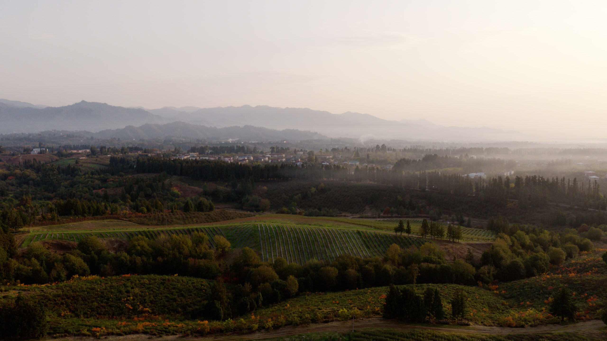 EU Support for Gurian Tea: Innovative Development of a Traditional Sector