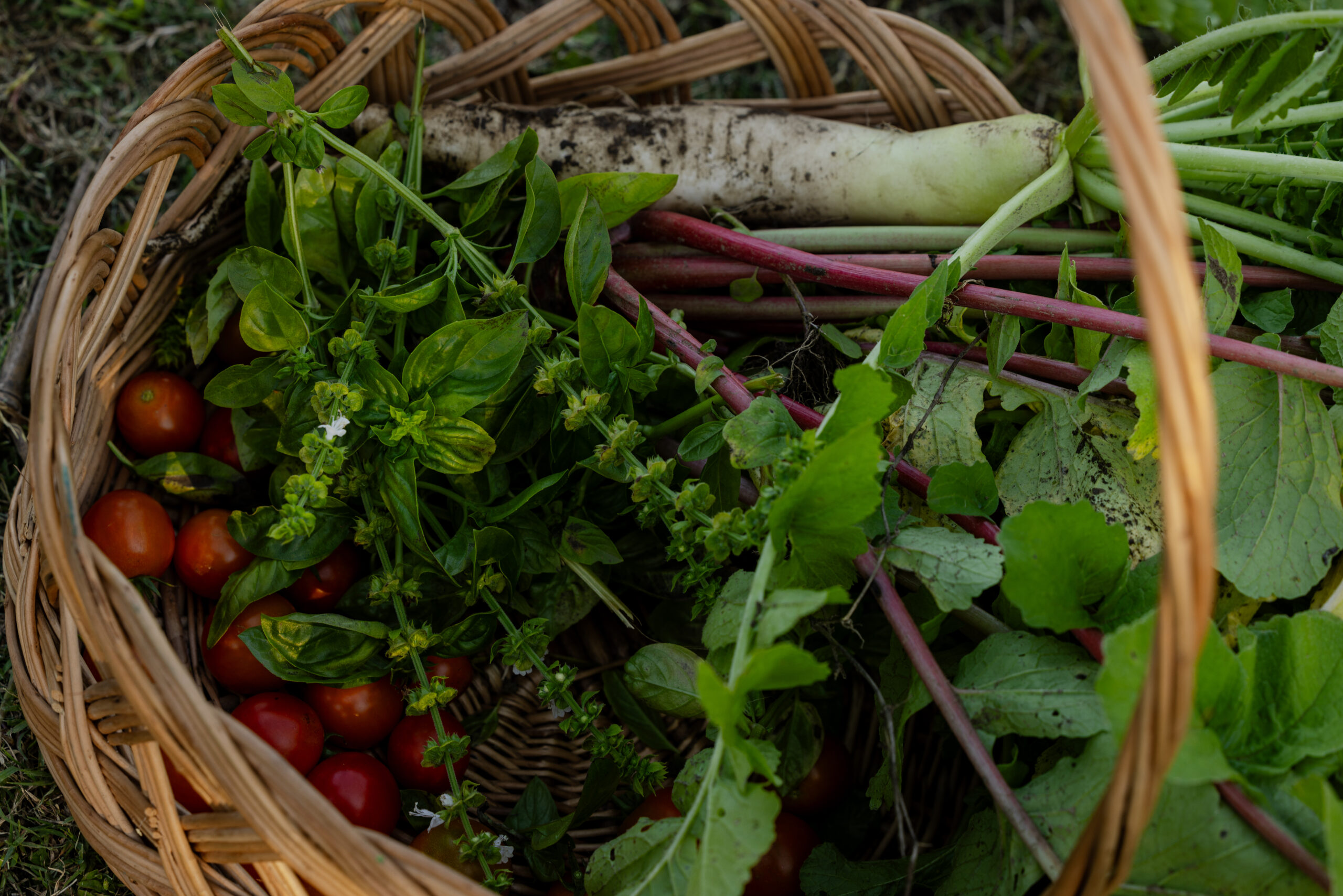 Developing Gurian Farming: How the EU Supports Local Farmers