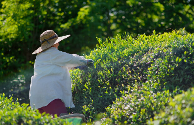 EU-Supported Agro tourism Spaces in Guria for New Immersive Experiences