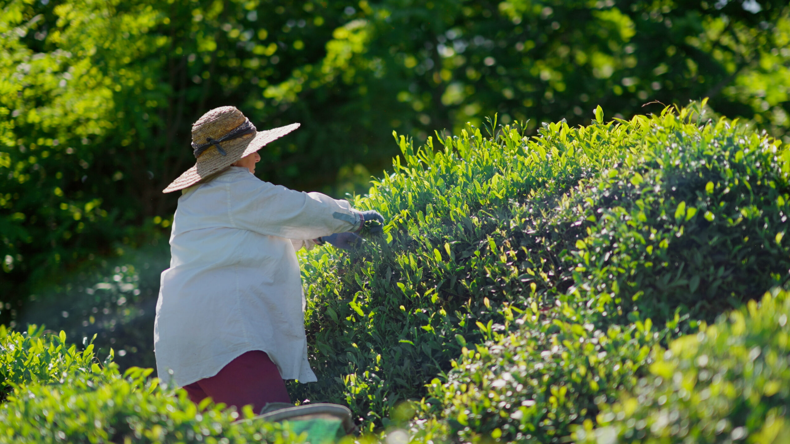 EU-Supported Agro tourism Spaces in Guria for New Immersive Experiences