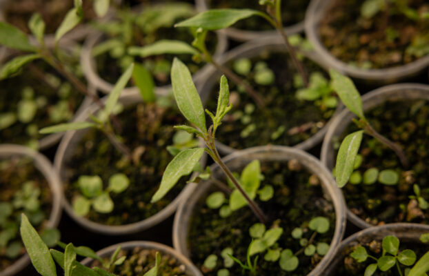 Guria’s Agrosector Development: From Traditional Farming to Modern Production